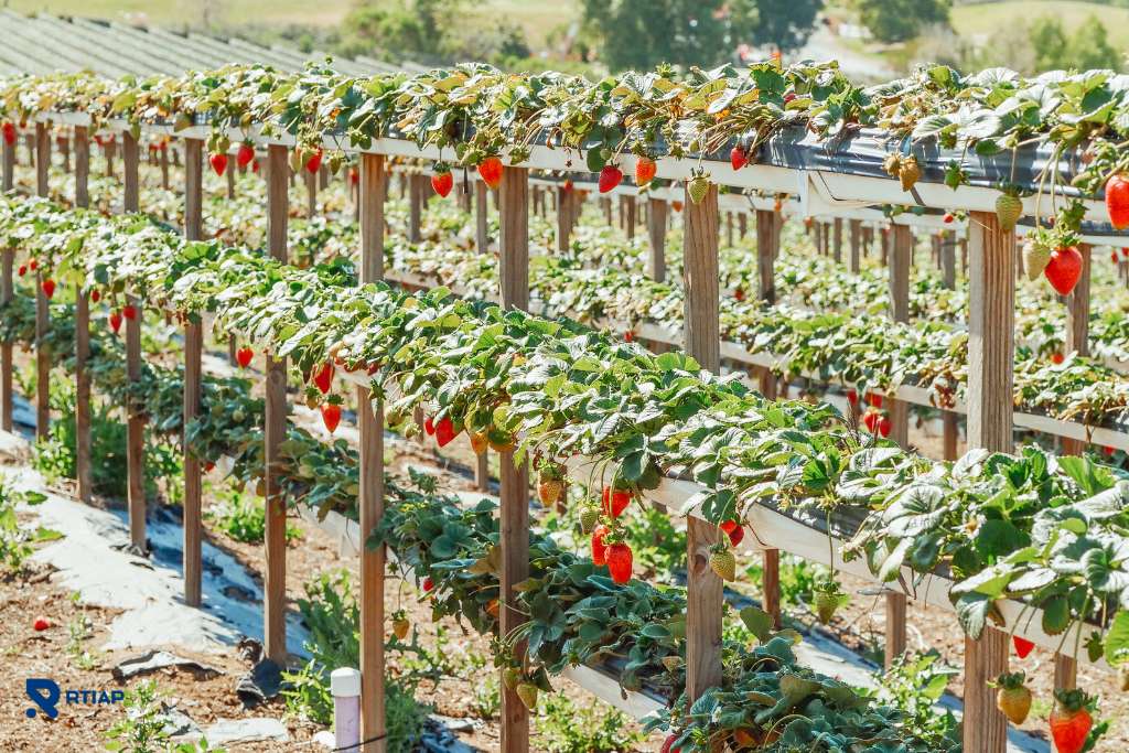 Frío y agroindustria con RTIAP eficiencia y control total en tus productos